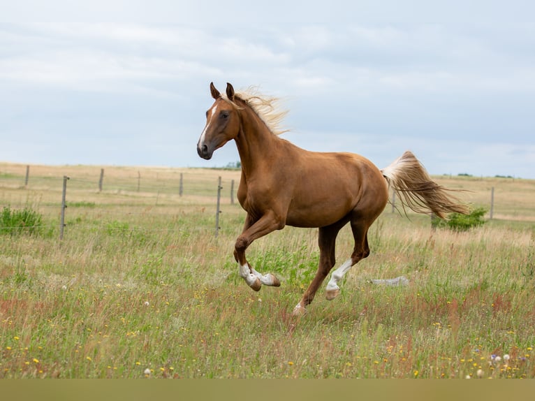Deutsches Sportpferd Stute 3 Jahre 167 cm Palomino in Pritzwalk