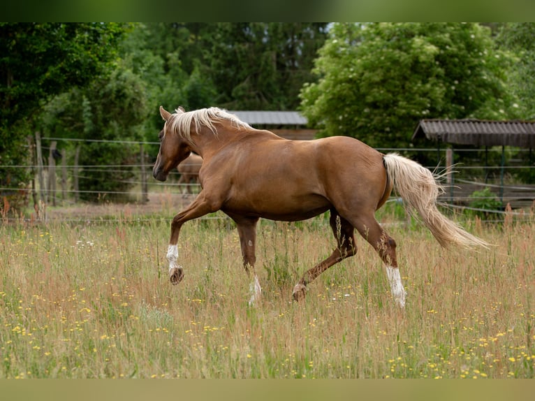 Deutsches Sportpferd Stute 3 Jahre 167 cm Palomino in Pritzwalk