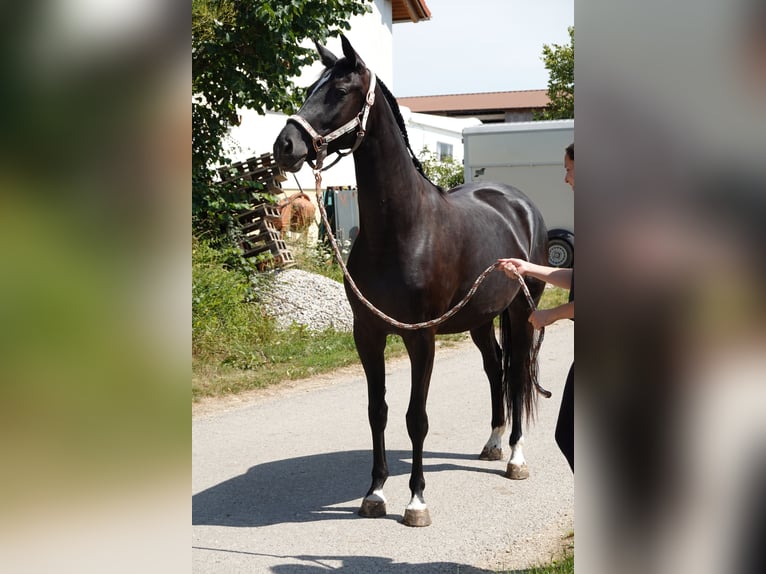 Deutsches Sportpferd Stute 3 Jahre 167 cm Rappe in Langenau