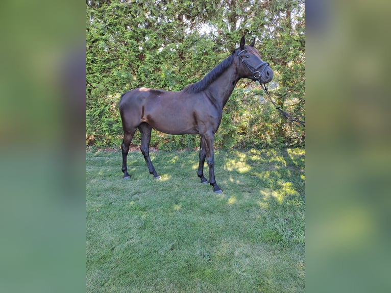 Deutsches Sportpferd Stute 3 Jahre 167 cm Rappe in Heideblick  OT Bornsdorf