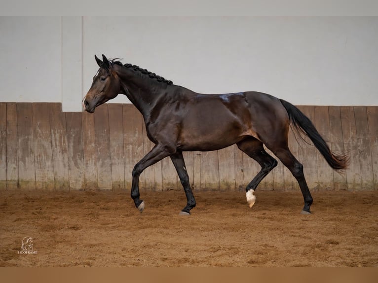 Deutsches Sportpferd Stute 3 Jahre 167 cm Schwarzbrauner in Ingolstadt