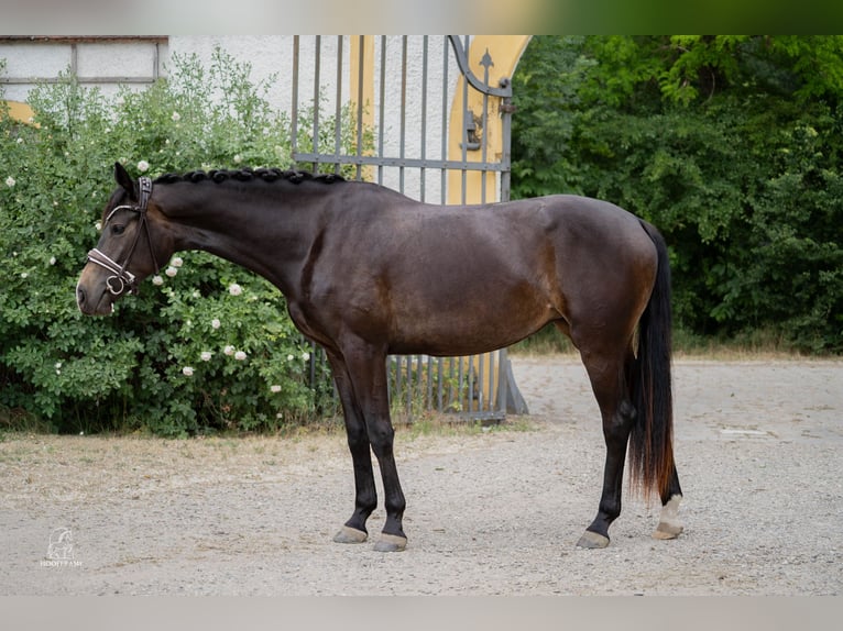 Deutsches Sportpferd Stute 3 Jahre 167 cm Schwarzbrauner in Ingolstadt