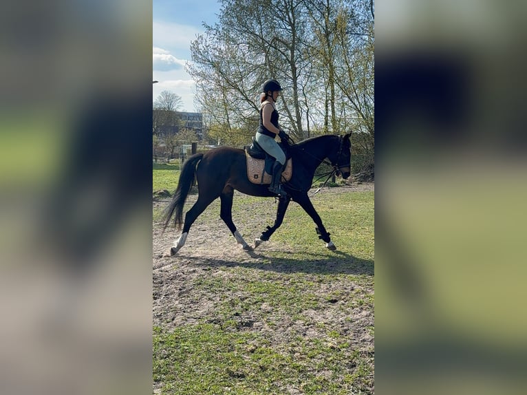 Deutsches Sportpferd Stute 3 Jahre 167 cm Schwarzbrauner in Luckenwalde