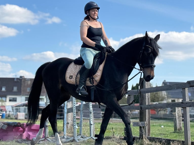 Deutsches Sportpferd Stute 3 Jahre 167 cm Schwarzbrauner in Luckenwalde