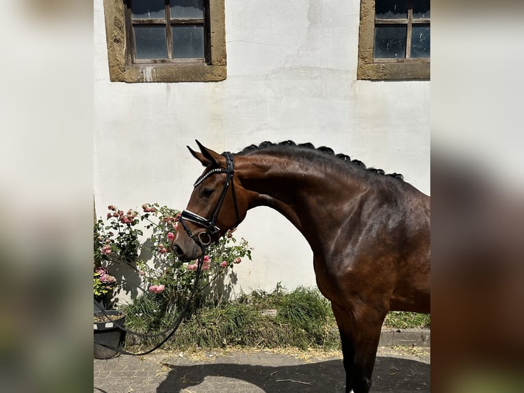 Deutsches Sportpferd Stute 3 Jahre 168 cm Brauner in Bielefeld