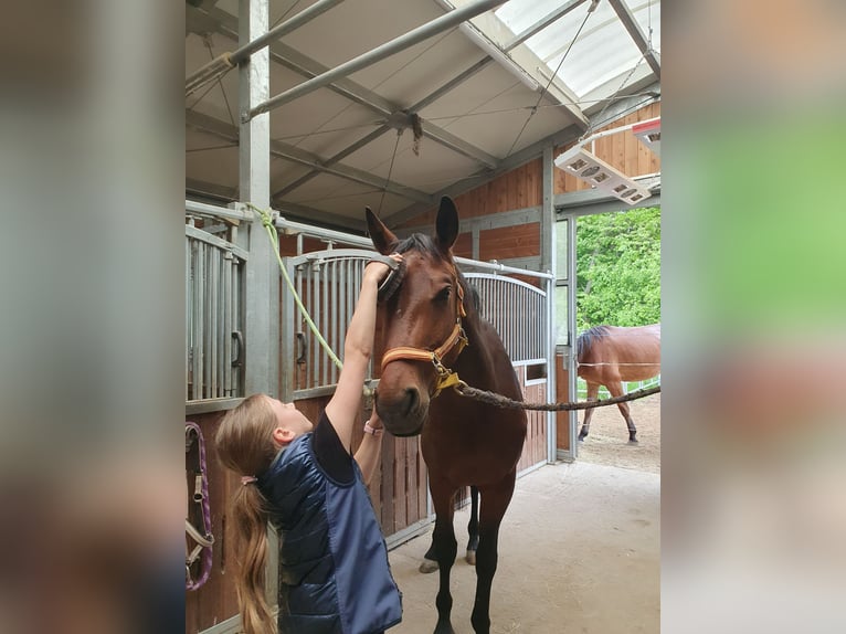 Deutsches Sportpferd Stute 3 Jahre 168 cm Brauner in Herrnhut