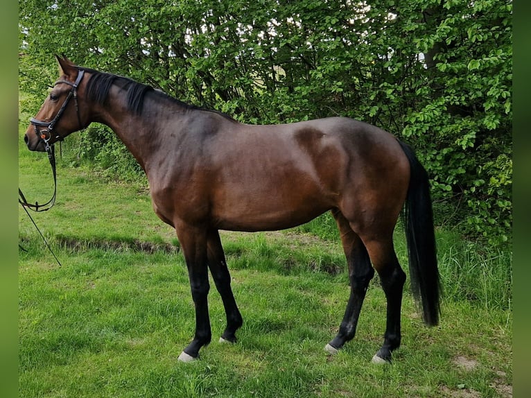 Deutsches Sportpferd Stute 3 Jahre 168 cm Brauner in Herrnhut