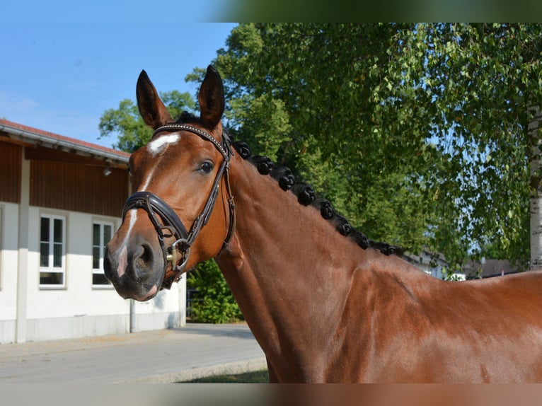 Deutsches Sportpferd Stute 3 Jahre 168 cm Brauner in M&#xFC;nchen