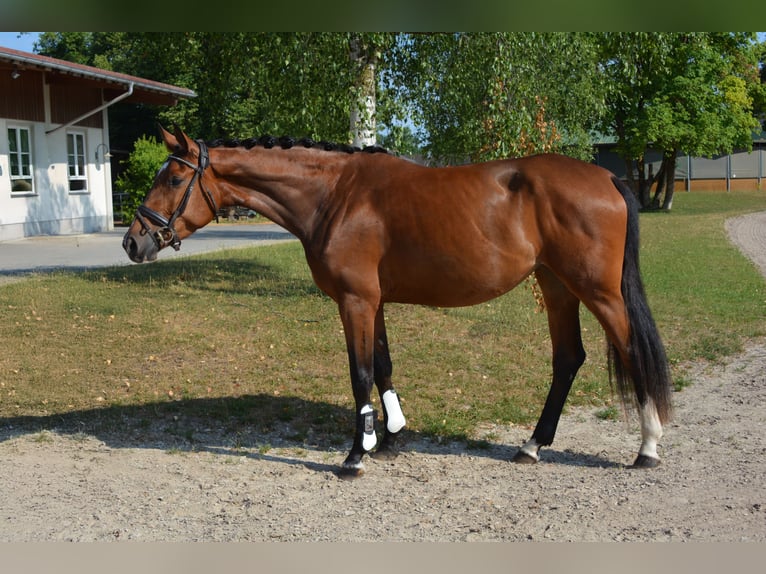 Deutsches Sportpferd Stute 3 Jahre 168 cm Brauner in M&#xFC;nchen