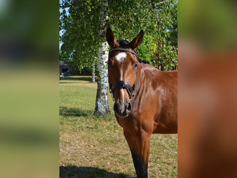Deutsches Sportpferd Stute 3 Jahre 168 cm Brauner in M&#xFC;nchen