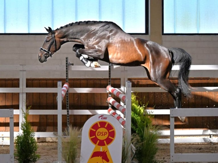 Deutsches Sportpferd Stute 3 Jahre 168 cm Dunkelbrauner in Bisingen