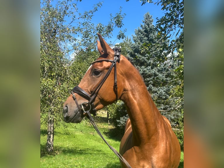Deutsches Sportpferd Stute 3 Jahre 168 cm Dunkelfuchs in Weilheim