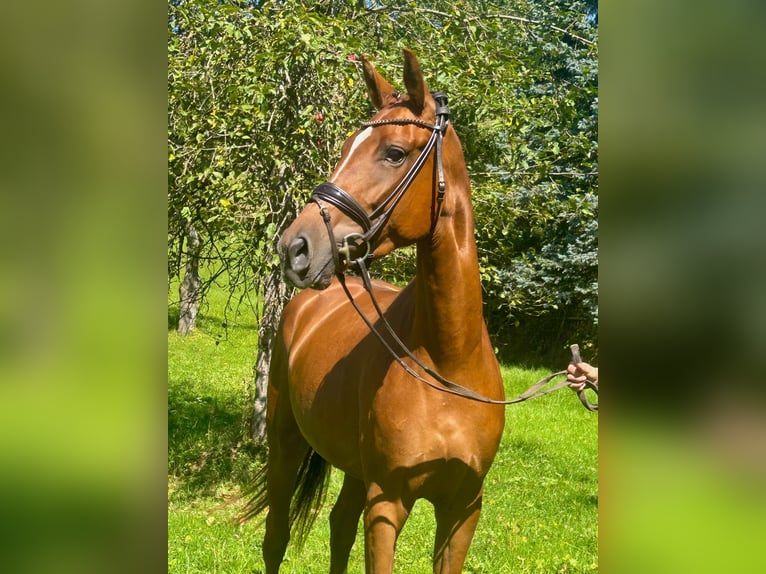 Deutsches Sportpferd Stute 3 Jahre 168 cm Dunkelfuchs in Weilheim