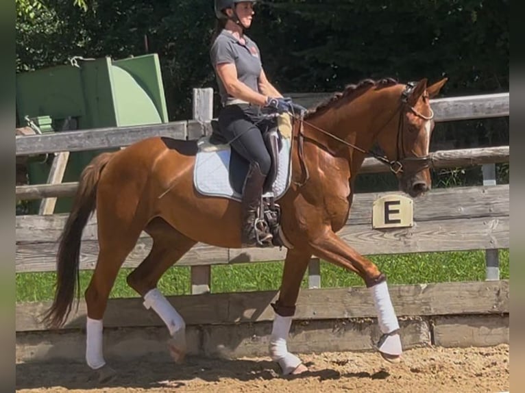 Deutsches Sportpferd Stute 3 Jahre 168 cm Dunkelfuchs in Weilheim