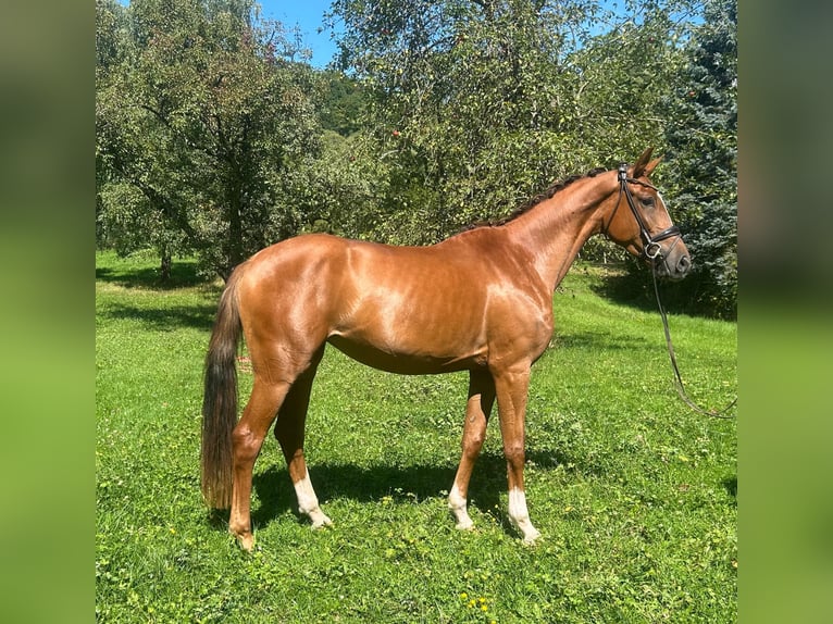 Deutsches Sportpferd Stute 3 Jahre 168 cm Dunkelfuchs in Weilheim