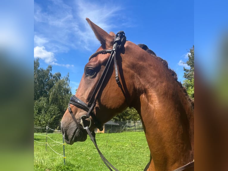 Deutsches Sportpferd Stute 3 Jahre 168 cm Dunkelfuchs in Weilheim