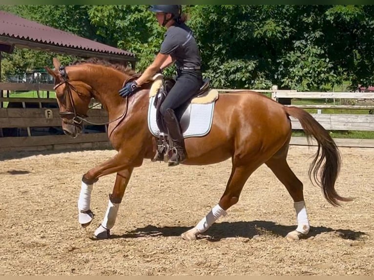 Deutsches Sportpferd Stute 3 Jahre 168 cm Dunkelfuchs in Weilheim