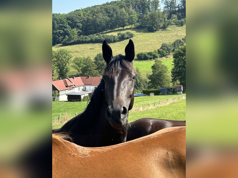 Deutsches Sportpferd Stute 3 Jahre 168 cm Rappe in Renthendorf