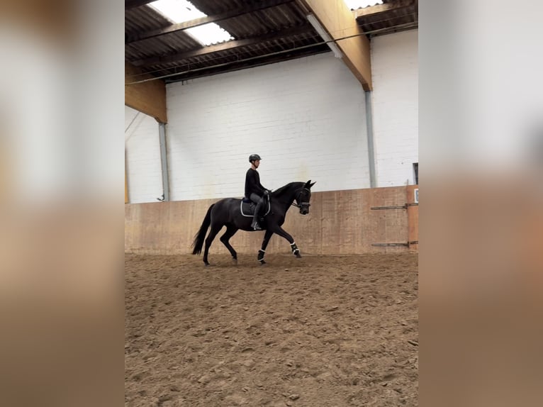 Deutsches Sportpferd Stute 3 Jahre 168 cm Rappe in Ahrensburg