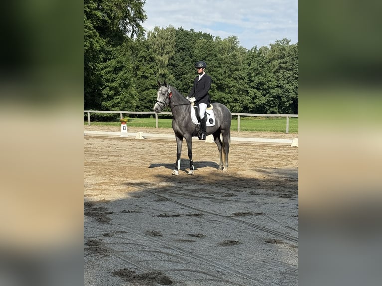 Deutsches Sportpferd Stute 3 Jahre 168 cm Schimmel in Stauda