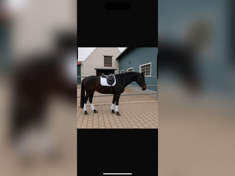 Deutsches Sportpferd Stute 3 Jahre 168 cm Schwarzbrauner in Kleinlangheim