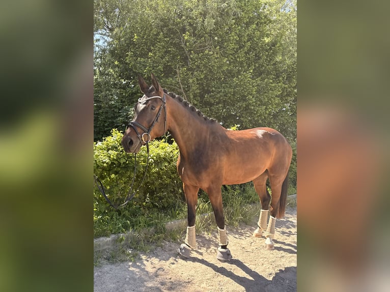 Deutsches Sportpferd Stute 3 Jahre 168 cm Schwarzbrauner in Taucha