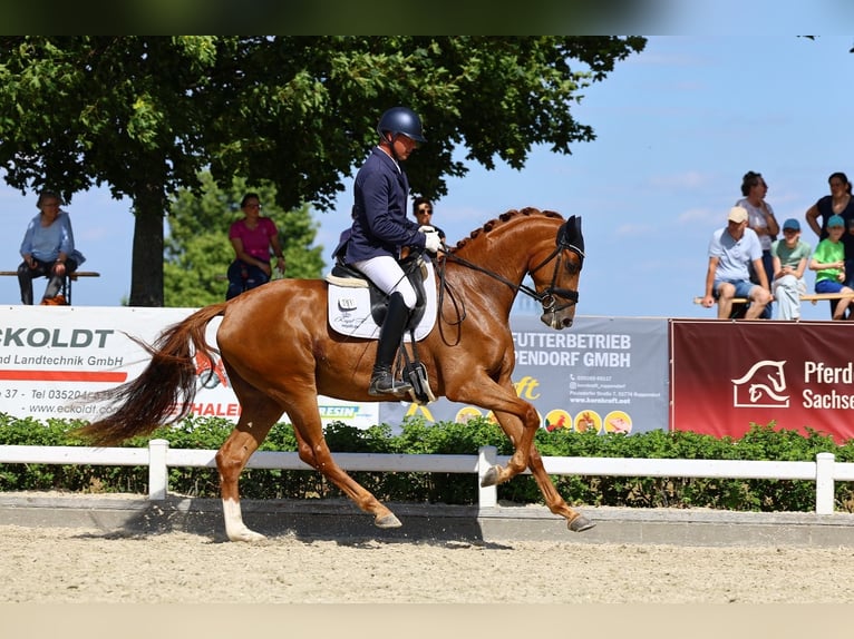 Deutsches Sportpferd Stute 3 Jahre 169 cm Fuchs in Priestewitz