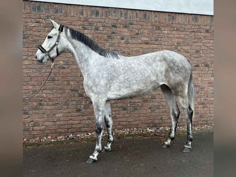 Deutsches Sportpferd Stute 3 Jahre 170 cm Apfelschimmel in Niederkassel