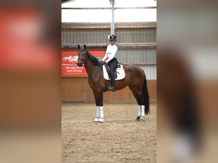 Deutsches Sportpferd Stute 3 Jahre 170 cm Brauner in Suhlendorf