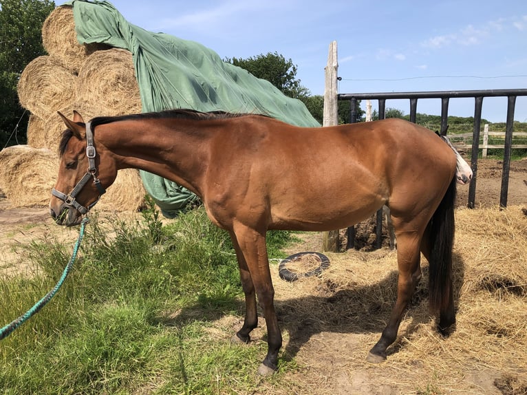Deutsches Sportpferd Stute 3 Jahre 170 cm Brauner in Dunsum