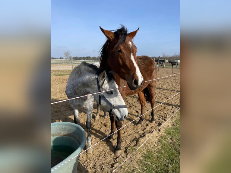 Deutsches Sportpferd Stute 3 Jahre 170 cm Brauner in Dunsum
