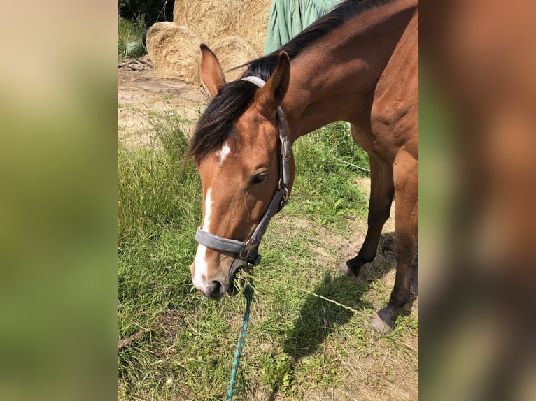 Deutsches Sportpferd Stute 3 Jahre 170 cm Brauner in Dunsum