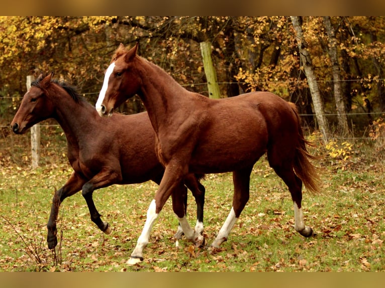 Deutsches Sportpferd Stute 3 Jahre 170 cm Dunkelfuchs in Wandlitz