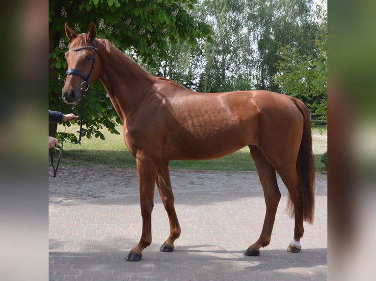 Deutsches Sportpferd Stute 3 Jahre 170 cm Fuchs in Perleberg