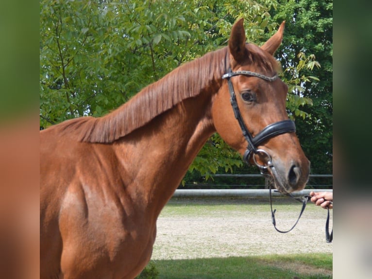 Deutsches Sportpferd Stute 3 Jahre 170 cm Fuchs in Perleberg
