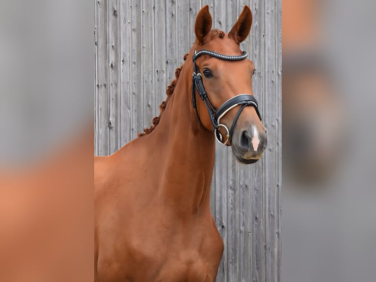 Deutsches Sportpferd Stute 3 Jahre 170 cm Fuchs in Hohen Neuendorf