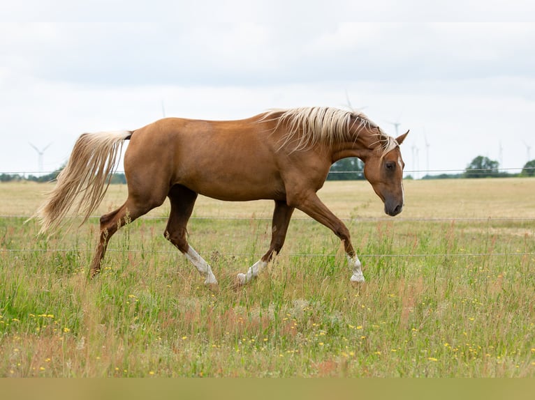 Deutsches Sportpferd Stute 3 Jahre 170 cm Palomino in Pritzwalk