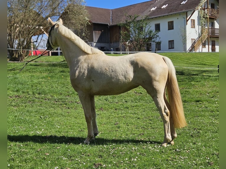 Deutsches Sportpferd Stute 3 Jahre 170 cm Palomino in Weilheim in Oberbayern