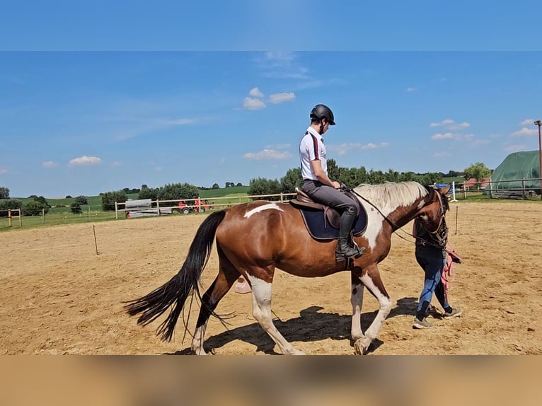 Deutsches Sportpferd Stute 3 Jahre 170 cm Schecke in Groß Roge