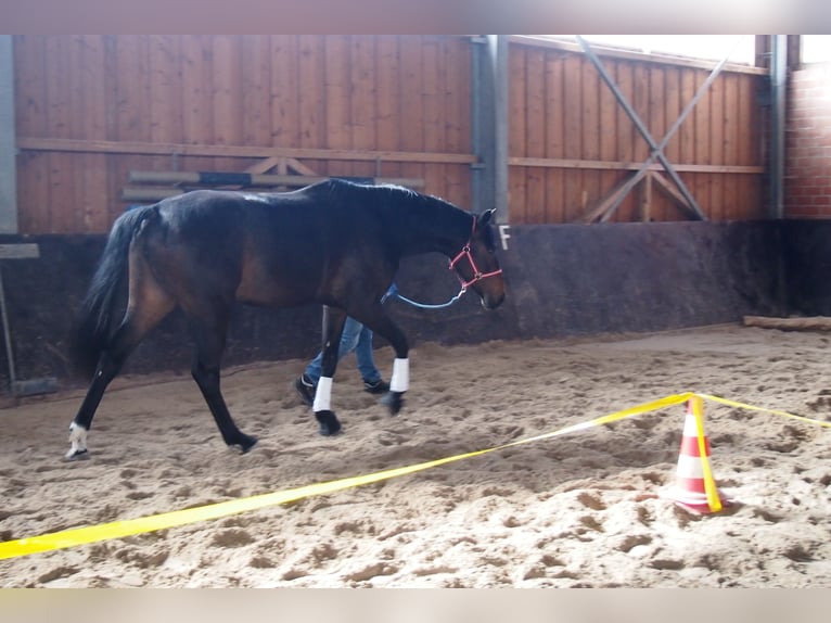 Deutsches Sportpferd Stute 3 Jahre 170 cm Schwarzbrauner in Kirchheim