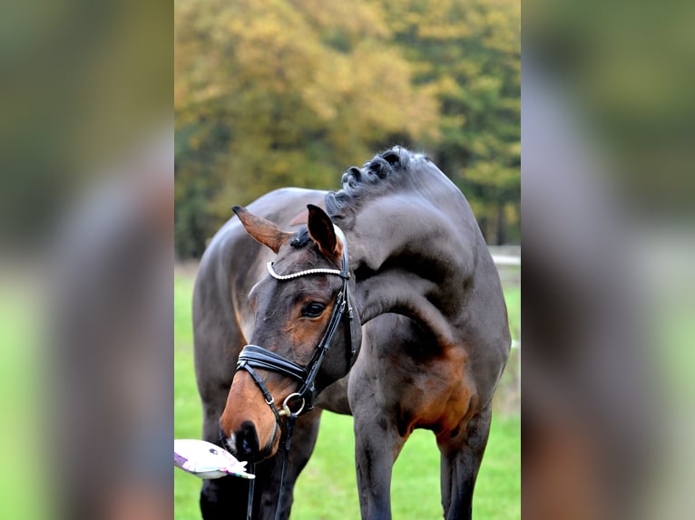 Deutsches Sportpferd Stute 3 Jahre 171 cm Brauner in Klötze ot Neuendorf