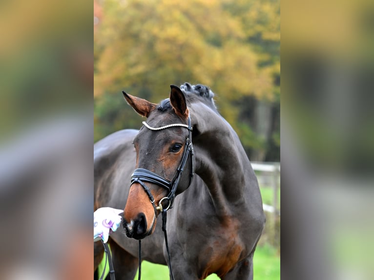 Deutsches Sportpferd Stute 3 Jahre 171 cm Brauner in Klötze ot Neuendorf