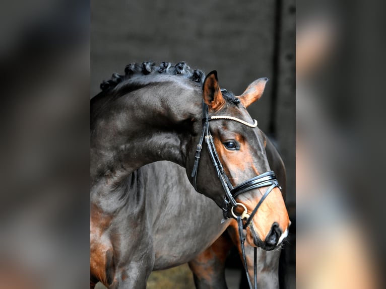 Deutsches Sportpferd Stute 3 Jahre 171 cm Brauner in Klötze ot Neuendorf