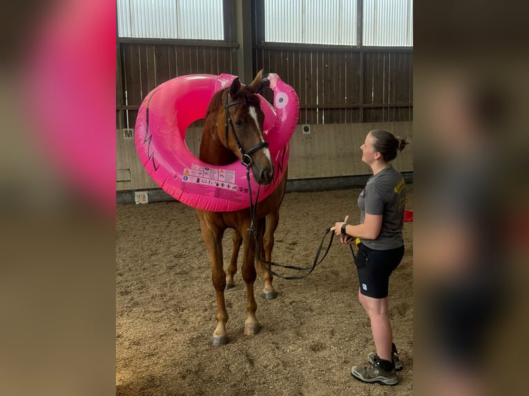 Deutsches Sportpferd Stute 3 Jahre 171 cm Fuchs in Ostfildern