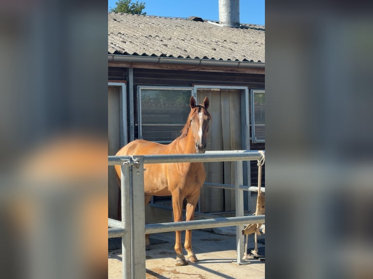 Deutsches Sportpferd Stute 3 Jahre 171 cm Fuchs in Ostfildern