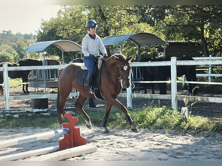 Deutsches Sportpferd Stute 3 Jahre 171 cm Fuchs in Nassenheide