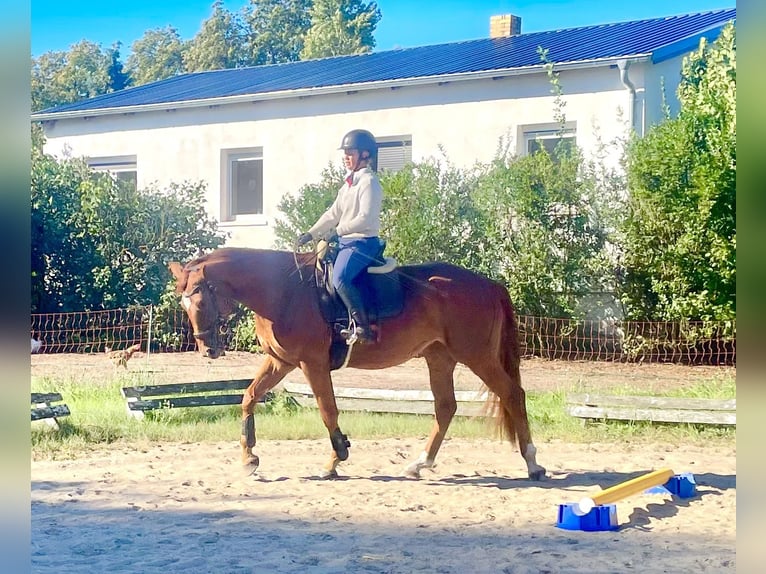 Deutsches Sportpferd Stute 3 Jahre 171 cm Fuchs in Nassenheide
