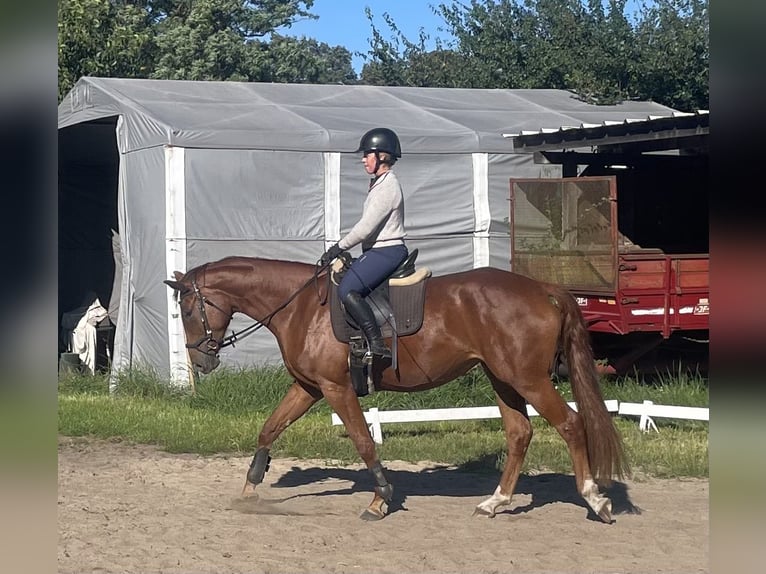 Deutsches Sportpferd Stute 3 Jahre 171 cm Fuchs in Nassenheide