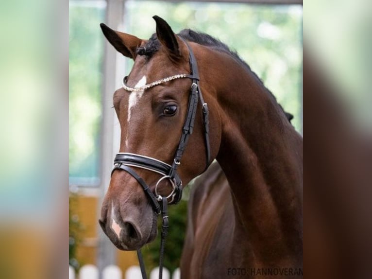 Deutsches Sportpferd Stute 3 Jahre 172 cm Brauner in Bottenbach