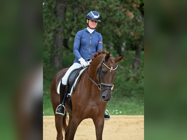 Deutsches Sportpferd Stute 3 Jahre 172 cm Dunkelfuchs in Gomadingen